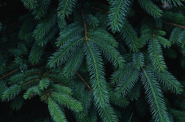 istock Fluffy fir tree brunch close up. Christmas wallpaper concept. - Image 1159633821