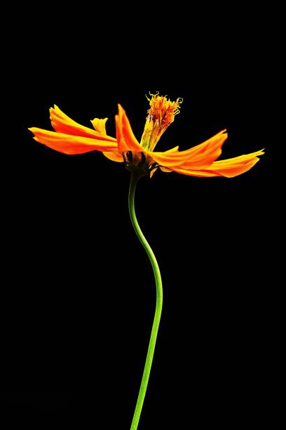 Yellow flower with pollen - black background.