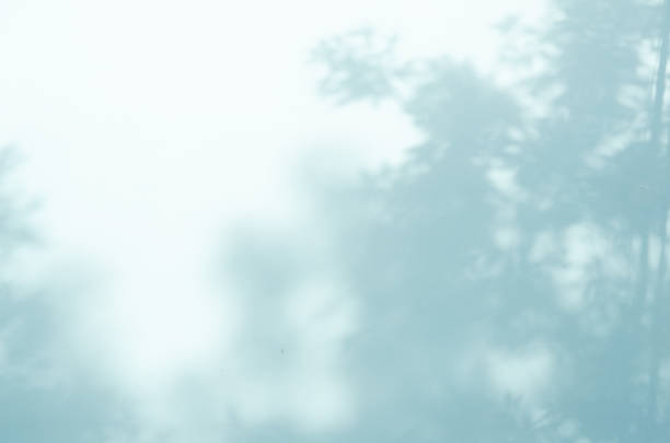 Shadow of the leaves on a blue wall. - Image
