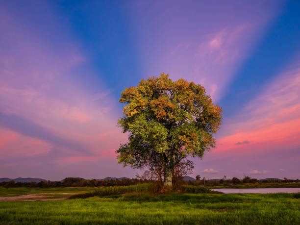 istock Landscape, sunny dawn in a field, sunset time. magical sunrise with tree. 1159634623