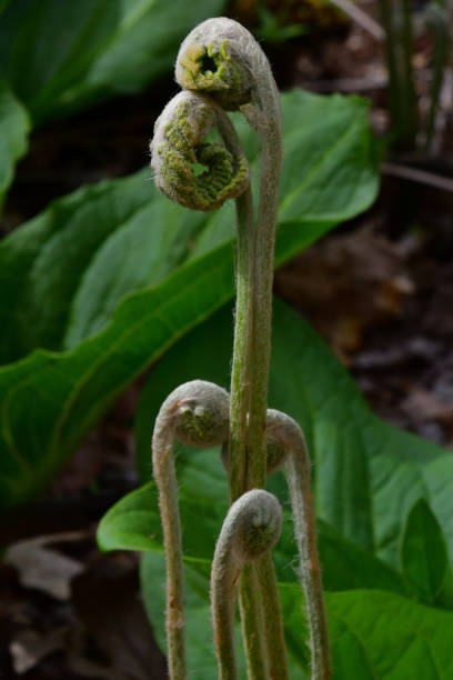 istock Interrupted fern fiddleheads 1159634661