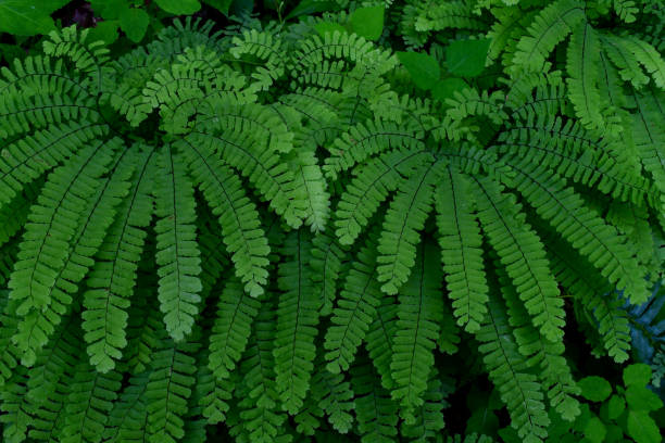 istock Maidenhair fern 1159634702