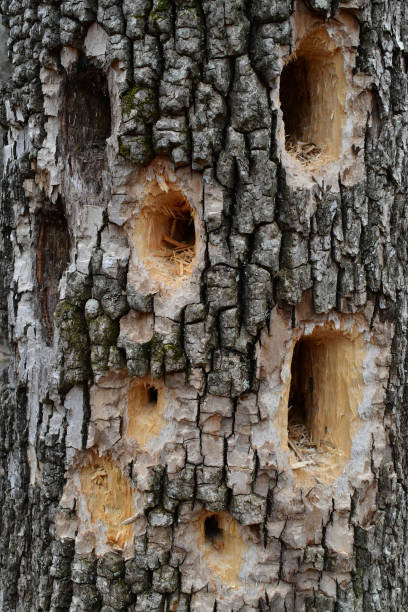 Woodpecker holes in white ash Pileated woodpecker holes in trunk of white ash tree pileated woodpecker stock pictures, royalty-free photos & images