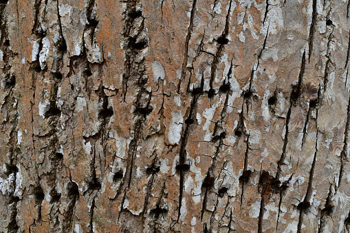 Yellow-bellied sapsucker holes in trunk of American basswood tree, horizontal format