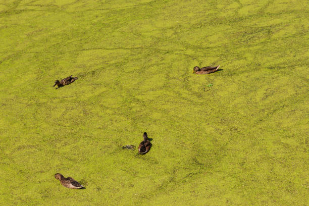 istock Wild ducks swimming in a lake covered with green duckweed 1159635467