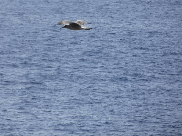 istock Seagull flying over the cliffs and the sea 1159635695