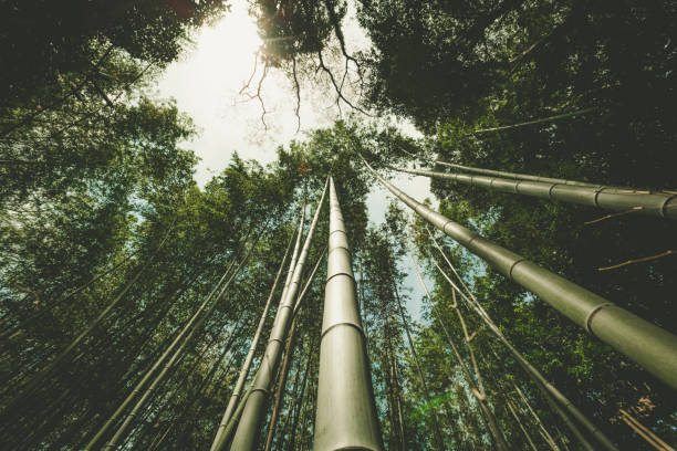 istock bamboo forest in kyoto, japan 1159635718