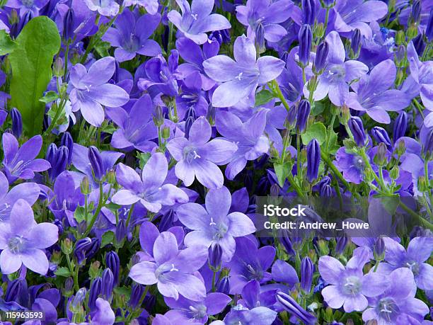 Blu Campanula Bloembedden - Fotografie stock e altre immagini di Aiuola - Aiuola, Ambientazione esterna, Bellezza naturale