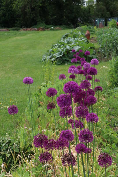 istock English Garden - Barnsley 1159636052