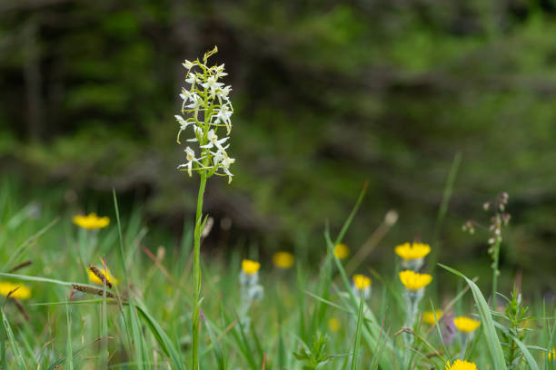 Closeup of a lesser butterfly-orchid (Platanthera bifolia, Orchidaceae) in the Austrian Alps