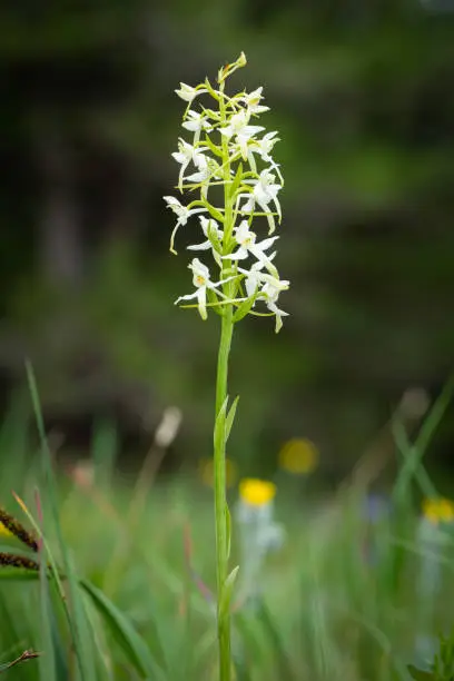 Closeup of a lesser butterfly-orchid (Platanthera bifolia, Orchidaceae) in the Austrian Alps