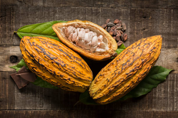 Cocoa fruit Cacao fruits, nibs and chocolate pieces composition on rustic wooden table. Front view. Studio shot. cocoa bean stock pictures, royalty-free photos & images