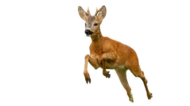 Roe deer, capreolus capreolus, buck running fast in summer isolated on white. Wild deer sprinting in nature.