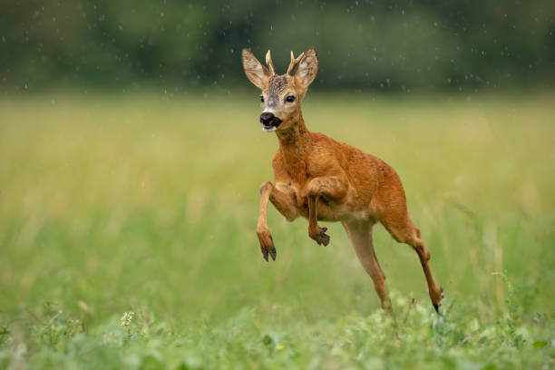 istock Roe deer buck running fast across green field in light summer rain 1159637154