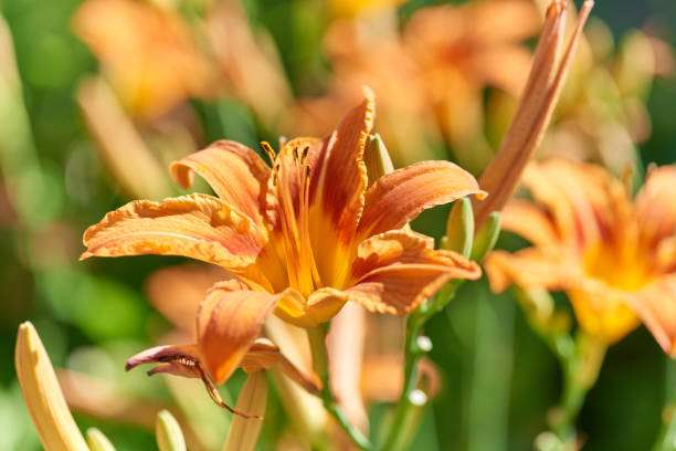 istock Flowers in garden. Close up. 1159638802