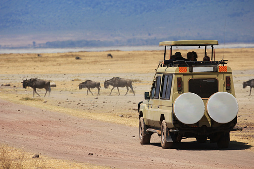 Ngorongoro crater (Tanzania), July 26 2016: Jeep in the Ngorongoro crater, people are watching wildebeest in front of the jeep during a safari