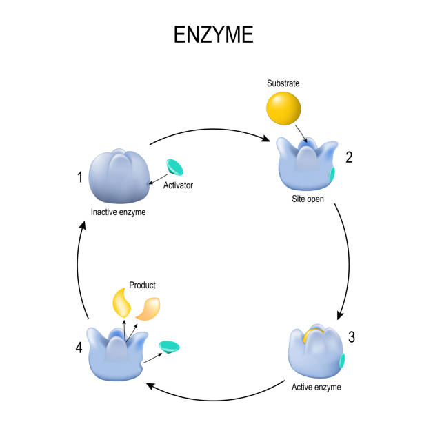 enzym. aktivierungsprozess. aktivator, substrat, produkt - enzyme stoffwechsel stock-grafiken, -clipart, -cartoons und -symbole
