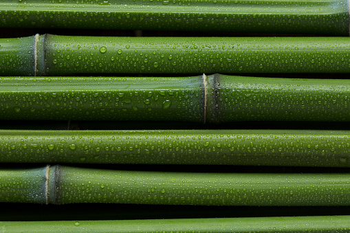 Green bamboo sticks background. Natural day lighting.