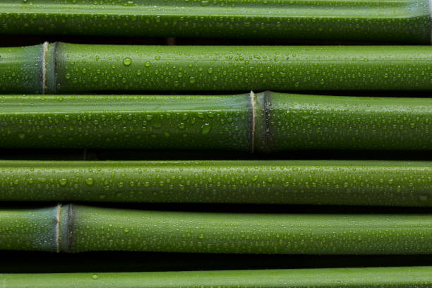 Bamboo sticks background Green bamboo sticks background. Natural day lighting. wet wood texture stock pictures, royalty-free photos & images