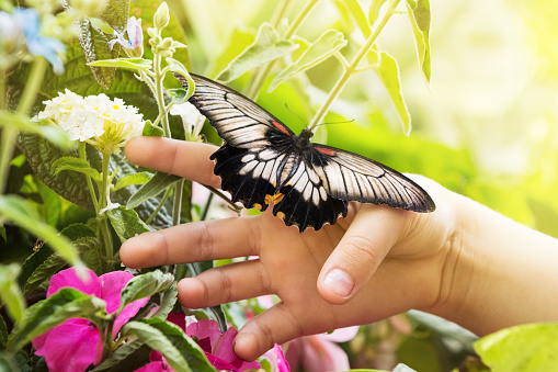 Close-up of a butterfly on a little girls hand among plants and flowers in a garden.