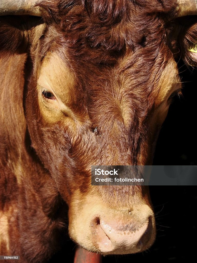 Junge bull - Lizenzfrei Braun Stock-Foto