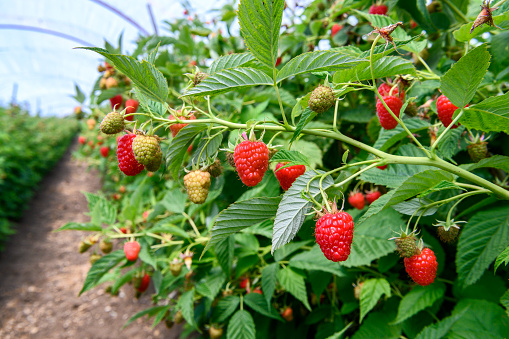 Close-up of ripening and ripe raspberries (Rubus idaeus) on the vine, ready for harvest.

Taken in Watsonville, California, USA