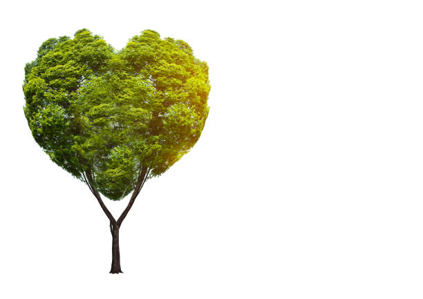 istock Trees in green heart shape, medical concepts, autopsy, 3D display as an element 1159642038