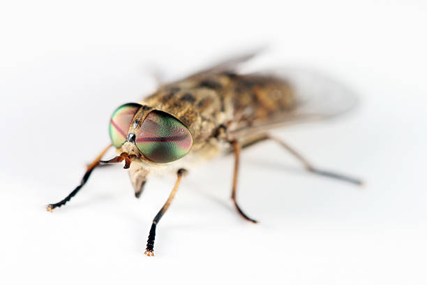 Horsefly 02  horse fly photos stock pictures, royalty-free photos & images