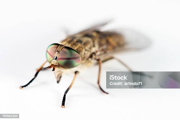 Horsefly 02 Stock Photo - Download Image Now - Horse Fly, Animal, Animal Body Part