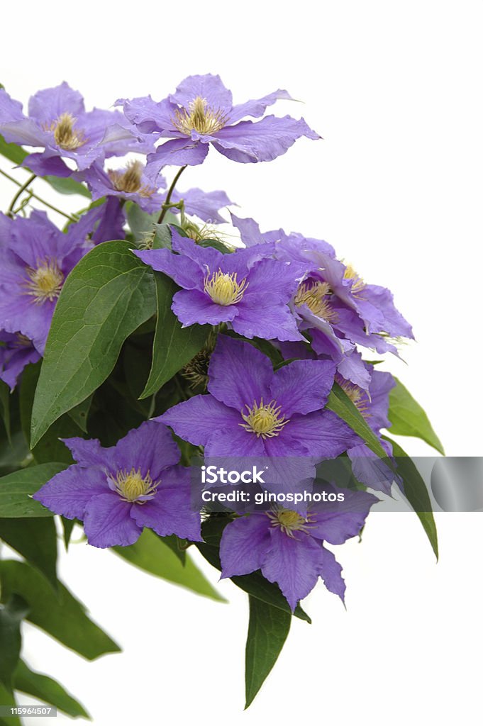 Púrpura Clematis - Foto de stock de Aire libre libre de derechos