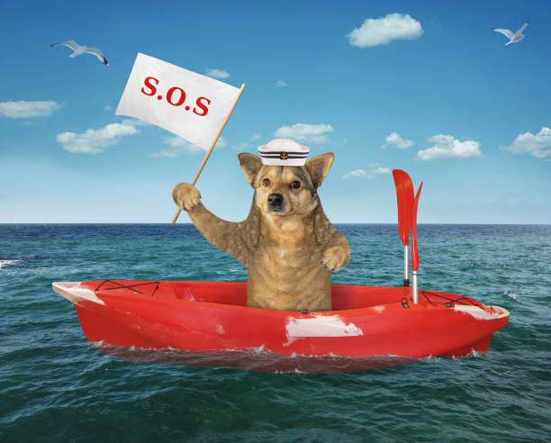 istock Dog sailor in a red boat 1159646841