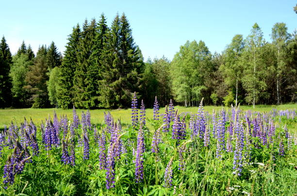 istock Lupines in the Bohemian Forest 1159646930
