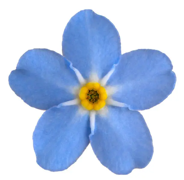 Studio Shot of Cyan Colored Forget me not Flower Isolated on White Background. Large Depth of Field (DOF). Macro. Close-up.