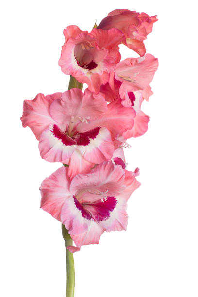 flor aislada - gladiolus single flower isolated white fotografías e imágenes de stock