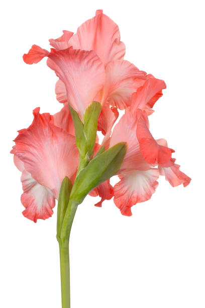 kwiat izolowany - gladiolus orange flower isolated zdjęcia i obrazy z banku zdjęć