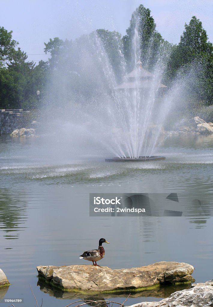 Anatra e fontana - Foto stock royalty-free di Acqua
