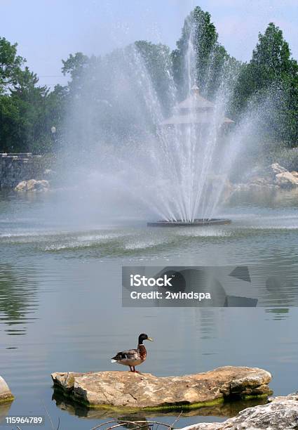 Anatra E Fontana - Fotografie stock e altre immagini di Acqua - Acqua, Acqua fluente, Albero