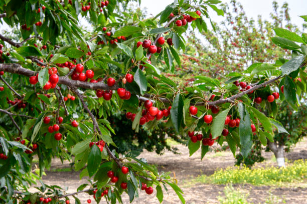 istock Close-up of Ripe Bing Cherries On Fruit Tree 1159648252