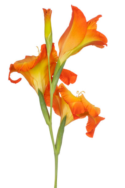 flor aislada - gladiolus single flower flower yellow fotografías e imágenes de stock