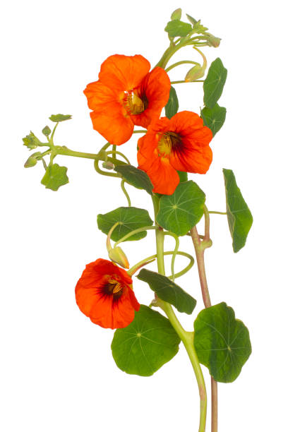 flower isolated Studio Shot of Orange Colored Nasturtium Flowers Isolated on White Background. Large Depth of Field (DOF). Macro. Close-up. nasturtium stock pictures, royalty-free photos & images