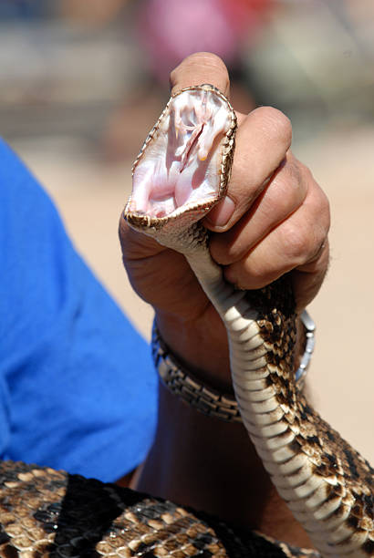 sonaglio serpente con la bocca larga aperta 2 - snake biting animal mouth fang foto e immagini stock