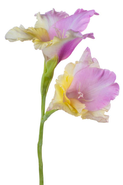 flor aislada - gladiolus single flower flower yellow fotografías e imágenes de stock