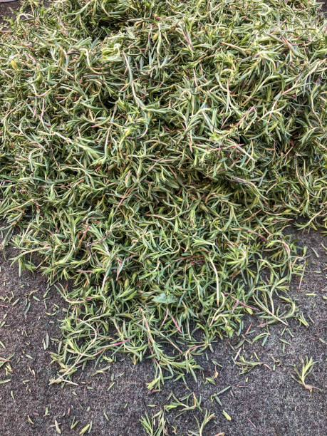 istock pile of fresh lemon thyme 1159649352