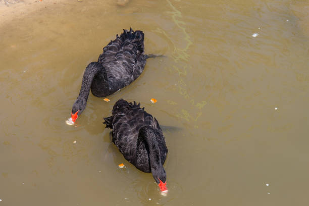 istock black swan (lat. Cygnus) on the steppe reservoir 1159649694