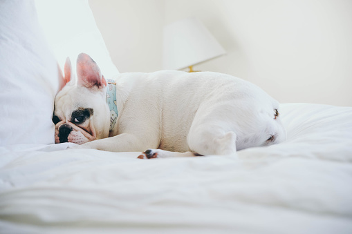 A tired Frenchie puppy lying on bed