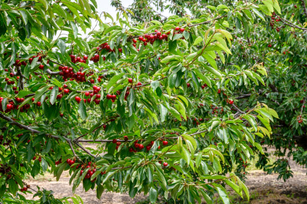 istock Close-up of Ripe Bing Cherries On Fruit Tree 1159651630