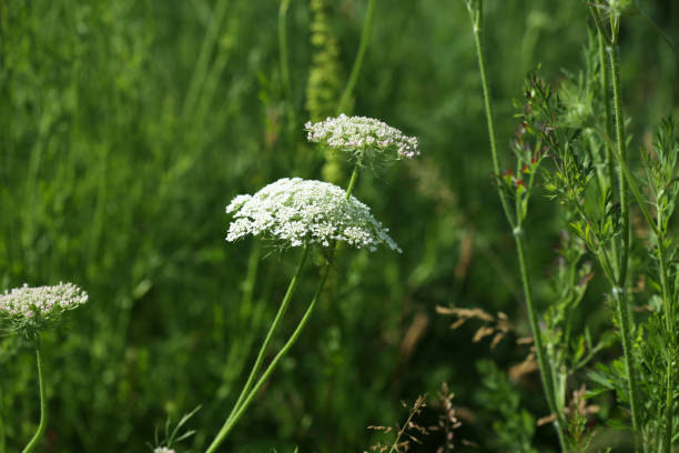 istock Queen Anne's Lace on a Flood Plain in Summer 1159651654
