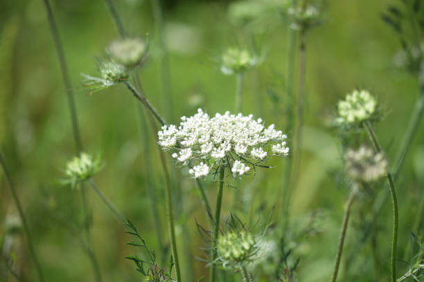 Clusters of Queen Anne's Lace thrive in the wetlands of Langley, British Columbia in summertime.
