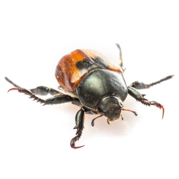 istock Anisoplia austriaca Bread beetle kuzka on a white background 1159651794