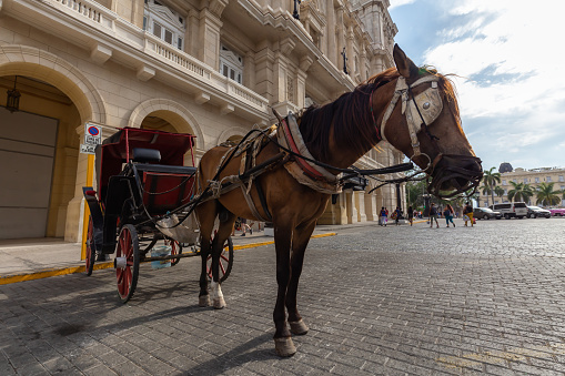 Havana, Cuba - May 14, 2019: Horse Carriage in the streets of the beautiful Old Havana City, Capital of Cuba, during a bright and sunny day.